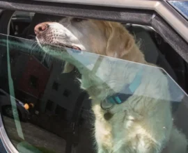 81 Yaşındaki Kadın Köpeğini Güneşte Araba İçinde Bıraktı