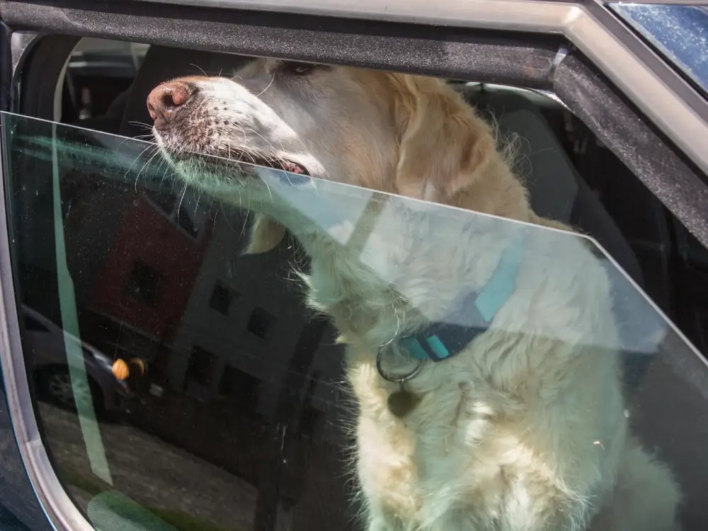 81 Yaşındaki Kadın Köpeğini Güneşte Araba İçinde Bıraktı