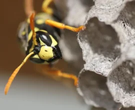 ABD’de Eski Nükleer Tesiste Radyoaktif Eşekarısı Yuvası Bulundu