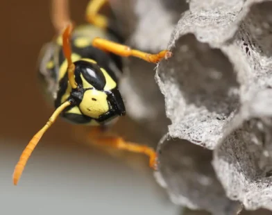 ABD’de Eski Nükleer Tesiste Radyoaktif Eşekarısı Yuvası Bulundu