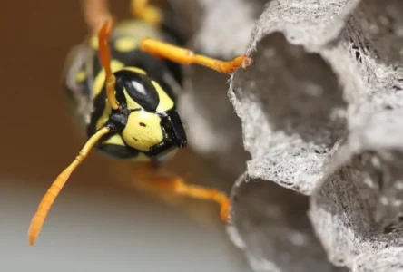 ABD’de Eski Nükleer Tesiste Radyoaktif Eşekarısı Yuvası Bulundu