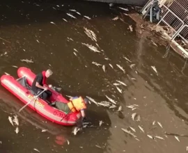 Aşırı Yağmur Balık Katliamına Neden Oldu: Linz’de Yüzlerce Balık Öldü
