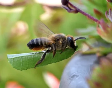 Avrupa Kırmızı Listesi’nde Alarm: Tehlike Altındaki Yaban Arısı Türleri 77’den 172’ye Çıktı