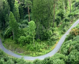 Avrupa Ormanları Karbon Tutma Gücünü Kaybediyor mu?