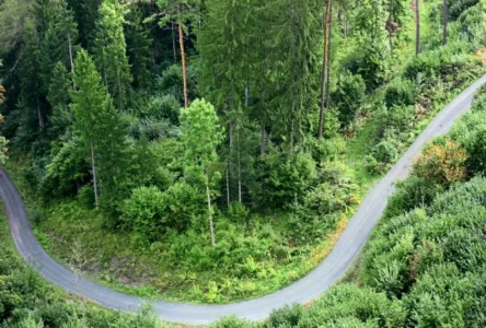 Avrupa Ormanları Karbon Tutma Gücünü Kaybediyor mu?