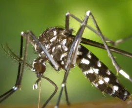 Avrupa’da Sivrisinek Kaynaklı Virüsler Hızla Yayılıyor