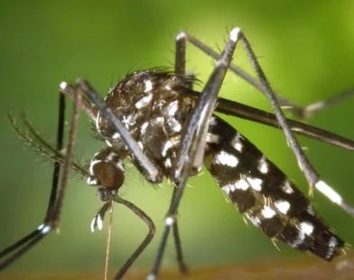 Avrupa’da Sivrisinek Kaynaklı Virüsler Hızla Yayılıyor