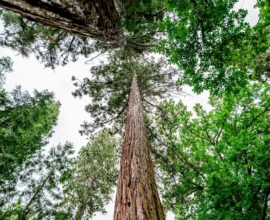 Avusturya Ormanları İklim Krizine Hazırlanıyor