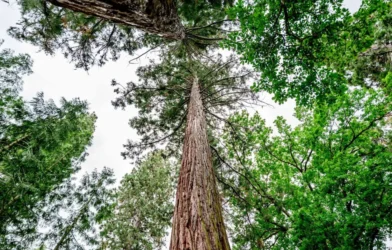 Avusturya Ormanları İklim Krizine Hazırlanıyor