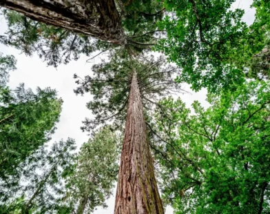 Avusturya Ormanları İklim Krizine Hazırlanıyor