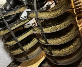 Avusturya Polisi “Sahara” Operasyonu ile Dev Uyuşturucu Çetesini Çökertti