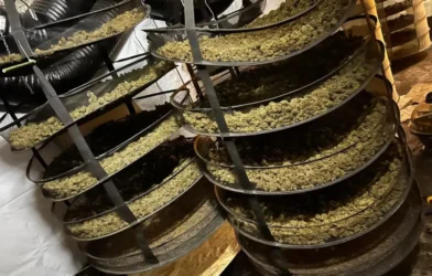 Avusturya Polisi “Sahara” Operasyonu ile Dev Uyuşturucu Çetesini Çökertti