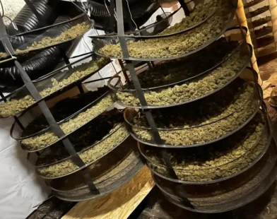 Avusturya Polisi “Sahara” Operasyonu ile Dev Uyuşturucu Çetesini Çökertti