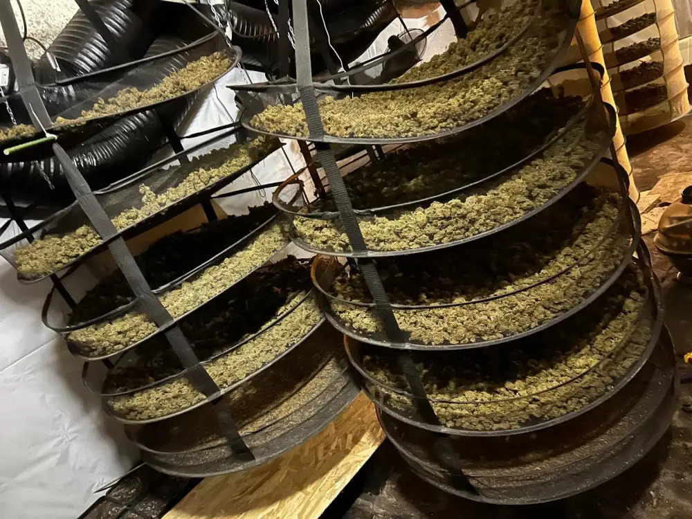 Avusturya Polisi “Sahara” Operasyonu ile Dev Uyuşturucu Çetesini Çökertti