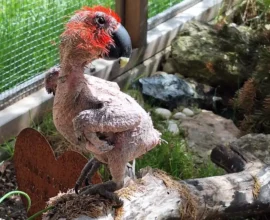 Avusturya’da Egzotik Kuş Krizi: Hayvan Barınakları Dolup Taştı