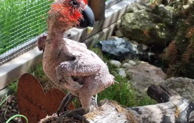 Avusturya’da Egzotik Kuş Krizi: Hayvan Barınakları Dolup Taştı Avusturya’da Egzotik Kuş Krizi: Hayvan Barınakları Dolup Taştı