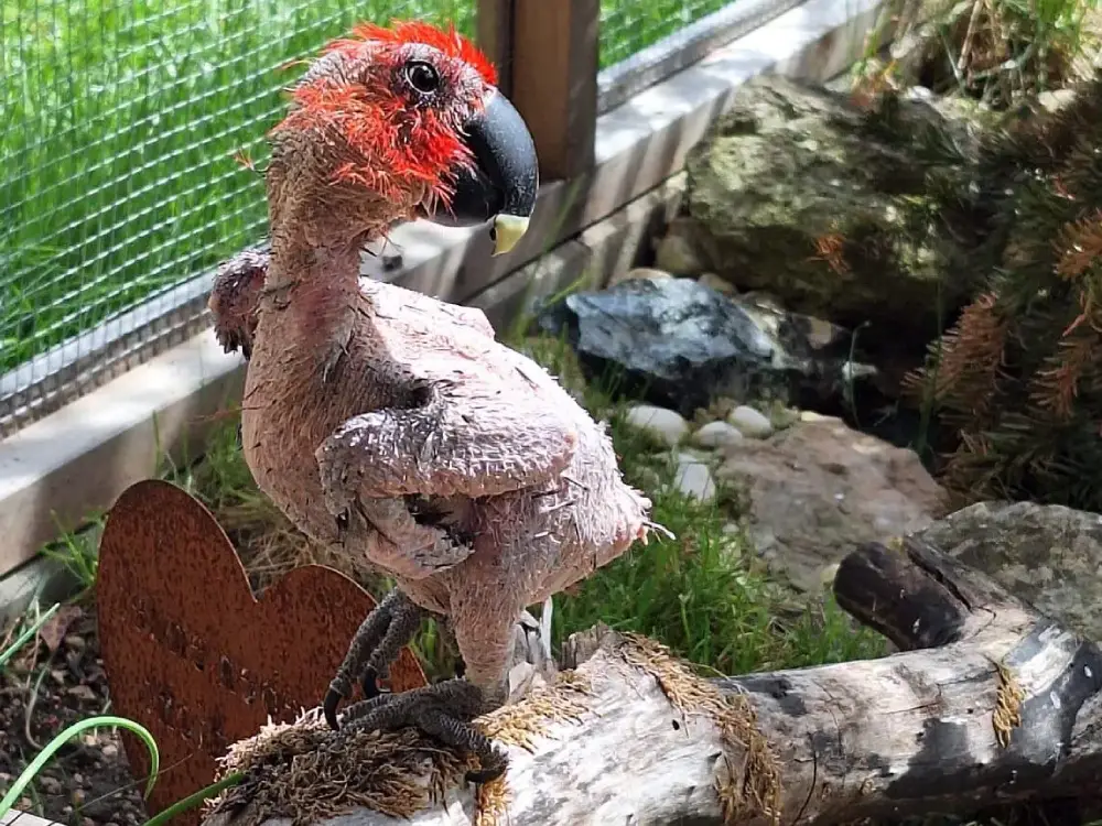 Avusturya’da Egzotik Kuş Krizi: Hayvan Barınakları Dolup Taştı Avusturya’da Egzotik Kuş Krizi: Hayvan Barınakları Dolup Taştı