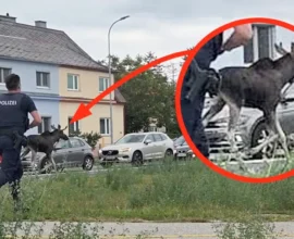 Avusturya’da Elch (Sığın Geyiği) Heyecanı: “Emil” Artık Polis Korumasında