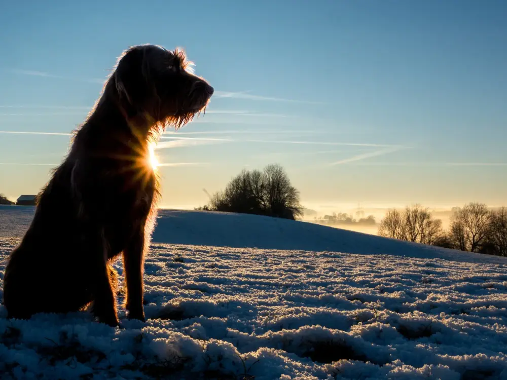 Avusturya’da Hava Değişiyor: Kıştan Bahara Beş Günde Geçiş!