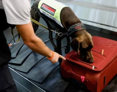 Avusturya’da Kaçak Viagra Skandalı: Gümrük Köpeği Brownie Engel Oldu