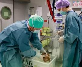 Avusturya’da Organ Bağışı Krizi: 62 Hasta Zamanında Organ Bulamadı