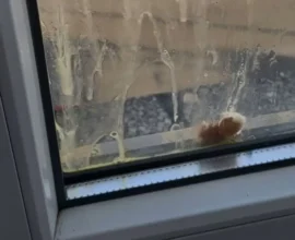 Avusturya’da Siyasi Gerilim: FPÖ Merkezine Yumurta Atıldı