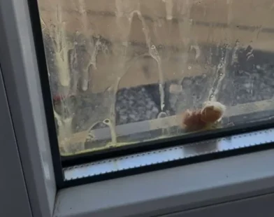 Avusturya’da Siyasi Gerilim: FPÖ Merkezine Yumurta Atıldı