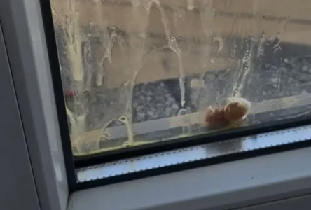 Avusturya’da Siyasi Gerilim: FPÖ Merkezine Yumurta Atıldı