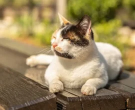 Avusturya’da Sonbahar Güneşi: Hafta Sonu 21 Dereceye Kadar Isınacak