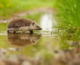 Avusturya’da Sonbahar Havası Dengesiz: Yağmur, Rüzgar ve Güneş Bir Arada!