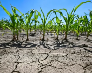 Bilim İnsanları Alarm Veriyor: Aşırı Sıcaklar Artık Norm Haline Gelebilir