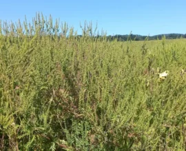 Burgenland’da Ragweed Sorunu: Alerji Yapan Bitki Temizlenmiyor