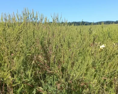 Burgenland’da Ragweed Sorunu: Alerji Yapan Bitki Temizlenmiyor