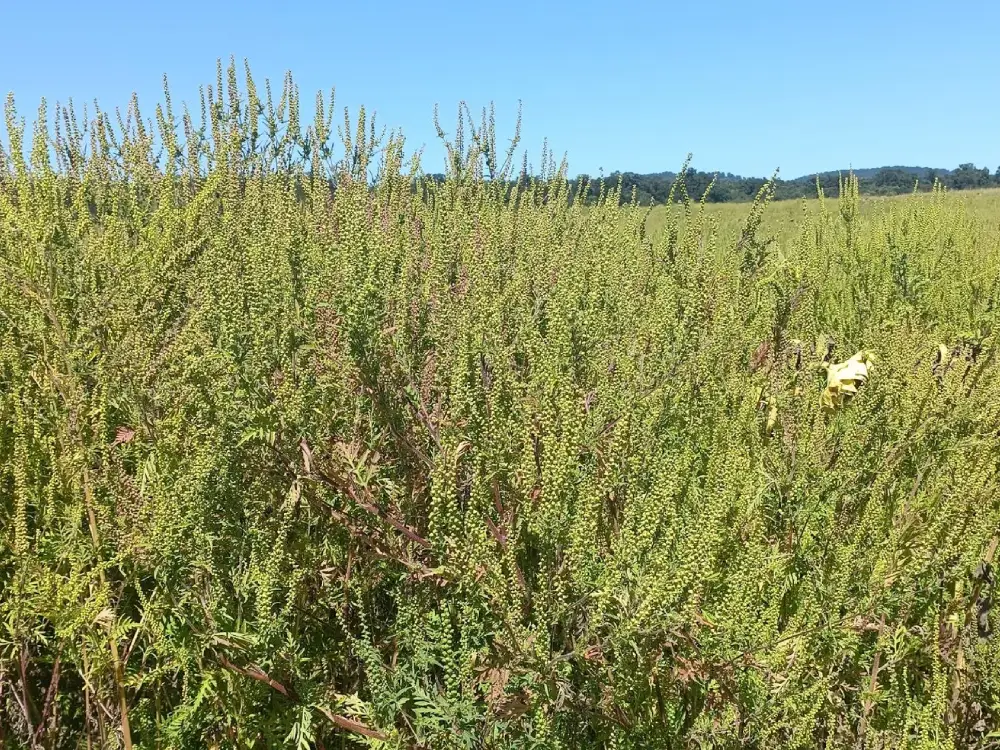 Burgenland’da Ragweed Sorunu: Alerji Yapan Bitki Temizlenmiyor Burgenland’da Ragweed Sorunu: Alerji Yapan Bitki Temizlenmiyor