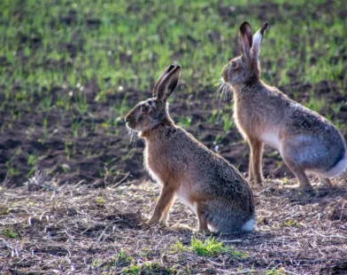 Burgenland’da Tehlikeli Myxomatose Salgını: Yaban Tavşanları Risk Altında