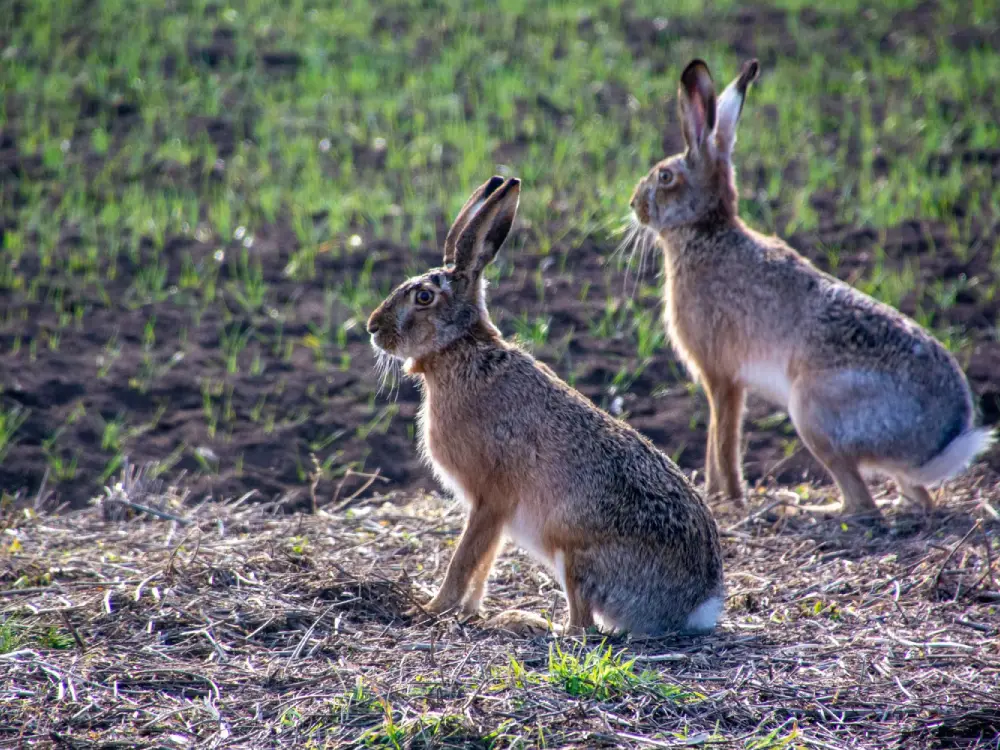 Burgenland’da Tehlikeli Myxomatose Salgını: Yaban Tavşanları Risk Altında