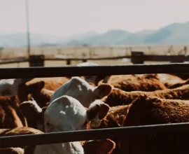 Cezayir’e Hayvan İhracatı Tartışma Yarattı: Acılı Nakiller ve Acımasız Kesimler