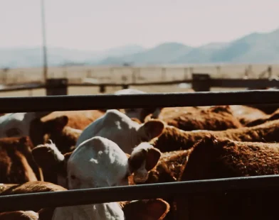 Cezayir’e Hayvan İhracatı Tartışma Yarattı: Acılı Nakiller ve Acımasız Kesimler