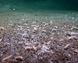 Çinli Araştırmacılar Kuril Çukuru'nda 10.000 Metrede Sıradışı Ekosistemler Buldu