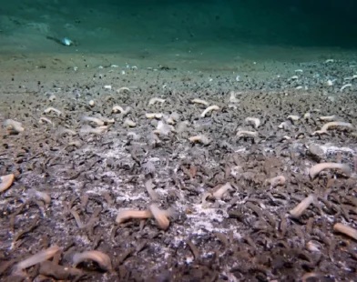 Çinli Araştırmacılar Kuril Çukuru'nda 10.000 Metrede Sıradışı Ekosistemler Buldu