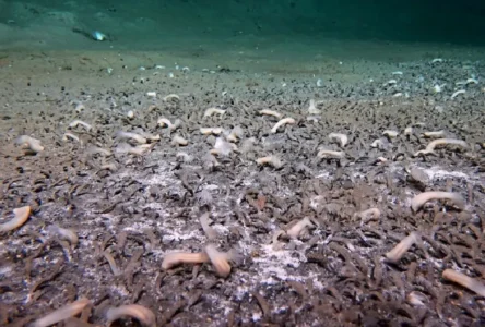 Çinli Araştırmacılar Kuril Çukuru'nda 10.000 Metrede Sıradışı Ekosistemler Buldu