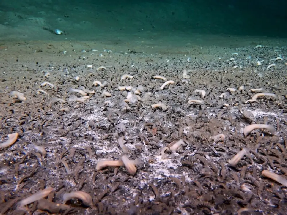 Çinli Araştırmacılar Kuril Çukuru'nda 10.000 Metrede Sıradışı Ekosistemler Buldu