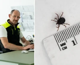 Dev Kene (Riesenzecke) Osttirol’da Tespit Edildi: Ölümcül Risk Taşıyor