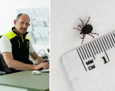 Dev Kene (Riesenzecke) Osttirol’da Tespit Edildi: Ölümcül Risk Taşıyor