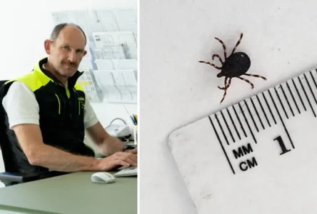 Dev Kene (Riesenzecke) Osttirol’da Tespit Edildi: Ölümcül Risk Taşıyor