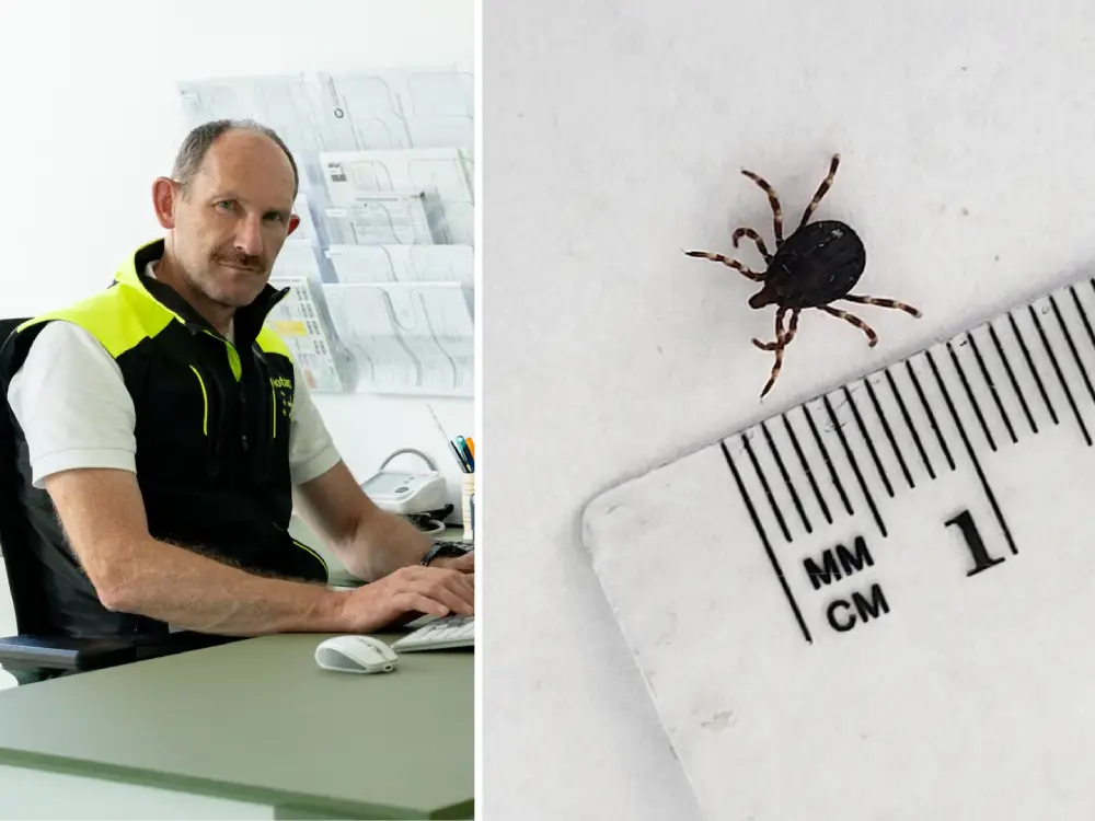 Dev Kene (Riesenzecke) Osttirol’da Tespit Edildi: Ölümcül Risk Taşıyor