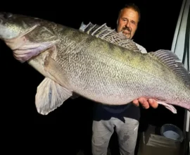 Drau Nehri'nde 9 Kilo’ya Yakın Dev Zander Yakalandı