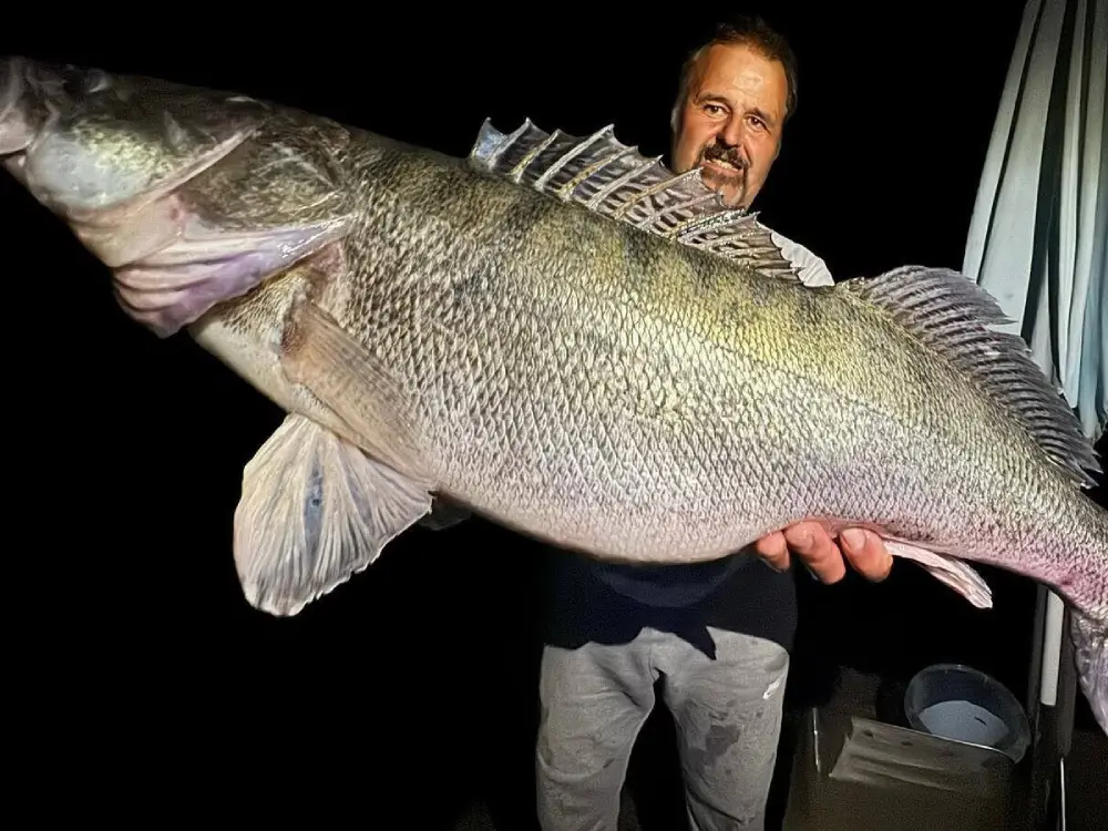 Drau Nehri'nde 9 Kilo’ya Yakın Dev Zander Yakalandı Drau Nehri'nde 9 Kilo’ya Yakın Dev Zander Yakalandı