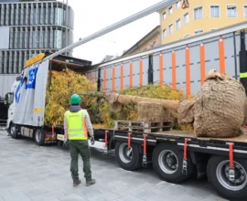 Innsbruck’un 6700 Euro’luk “lüks ağaçları” şehre geldi
