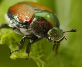 Japon Böceği Artık Avusturya’da: Tehlike Alarmı Verildi